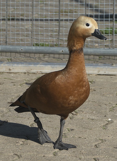 申花接下来
